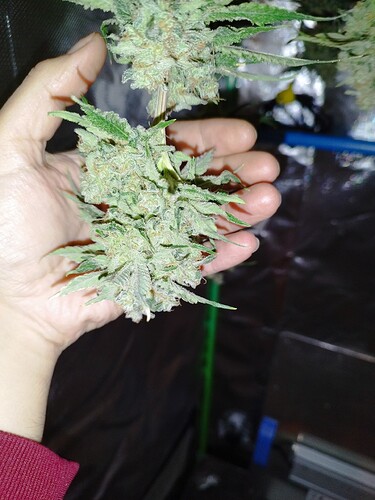 Eine Hand hält einen großen, reifen Cannabis-Bud, der mit Trichomen bedeckt ist.