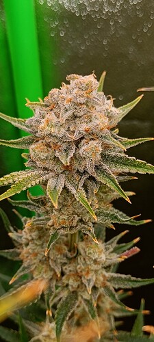 Growreport Bild 5