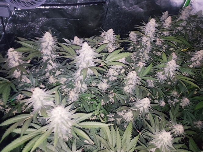Growreport Bild 54