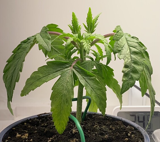 Growreport Bild 26