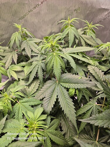 Growreport Bild 11