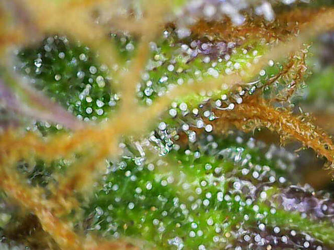 Image_2025-01-08 16_36_14_303