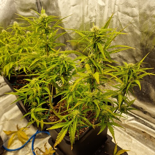 Growreport Bild 10