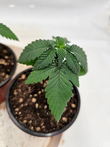 Growreport Bild 2
