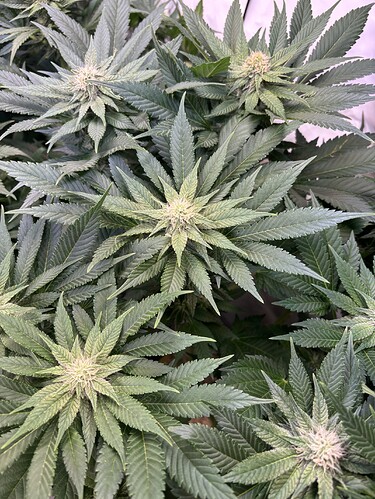 Growreport Bild 12