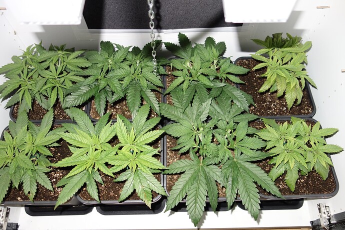 Growreport Bild 8