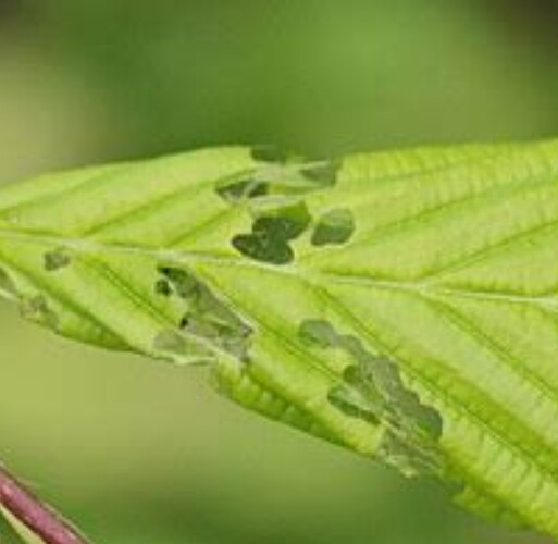Growreport Bild 48