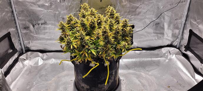 signal-2024-04-16-19-03-22-779-9