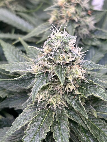 Growreport Bild 23