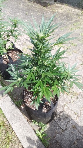 Growreport Bild 9