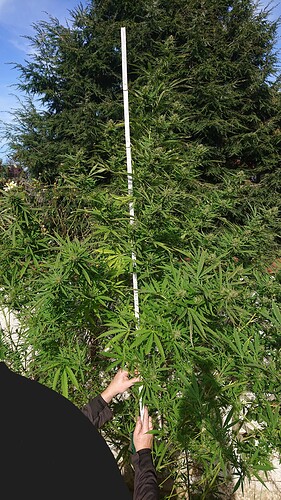Growreport Bild 18