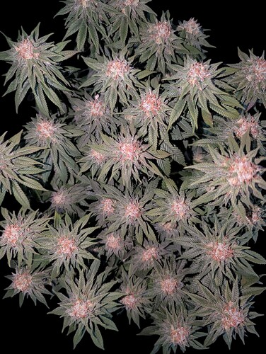 Growreport Bild 3