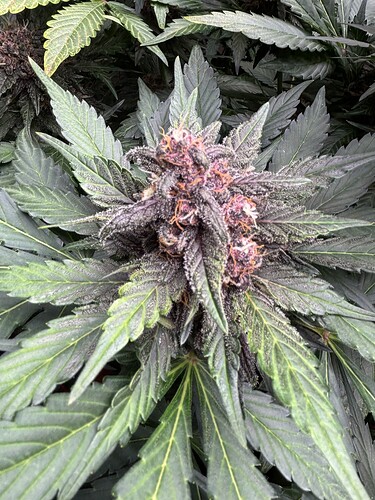 Growreport Bild 61