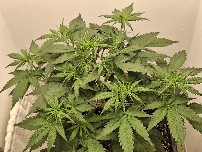 Growreport Bild 59
