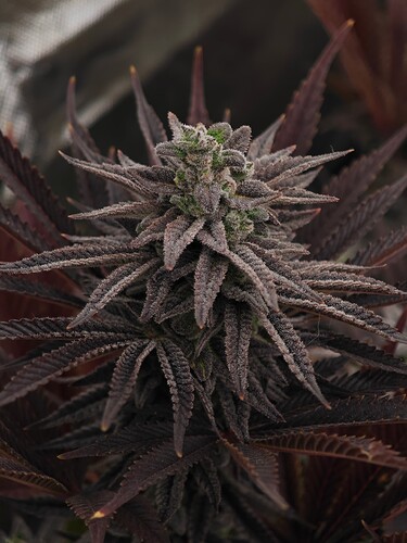 Growreport Bild 2