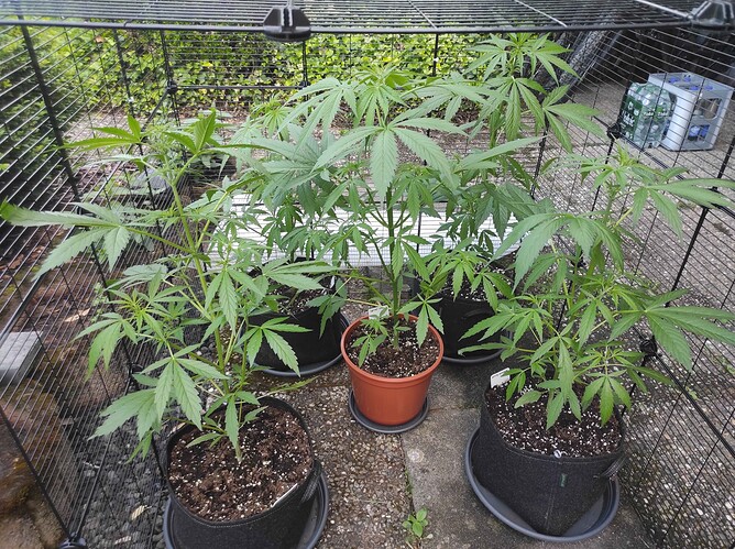 Growreport Bild 1