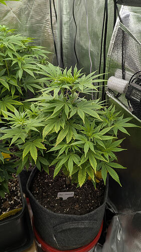 Growreport Bild 5
