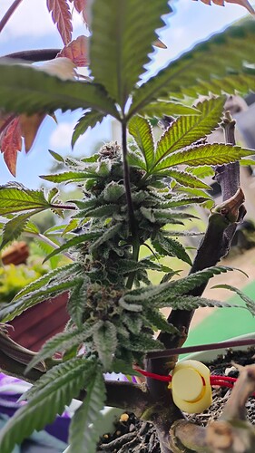 IMG_20250526_155533459_HDR
