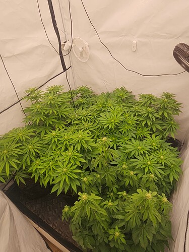 Growreport Bild 5