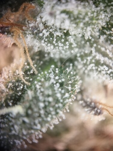 Growreport Bild 3