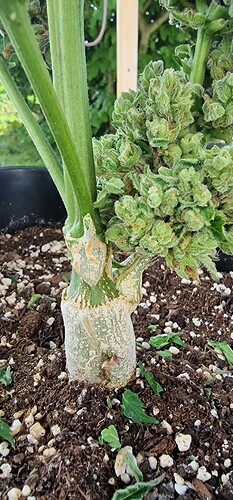 Growreport Bild 59