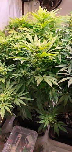 Growreport Bild 6