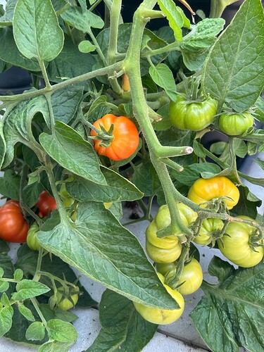 Growreport Bild 32