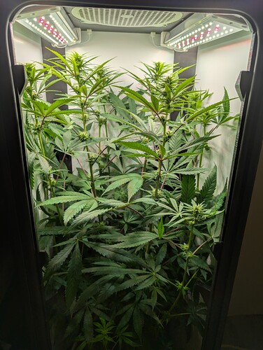 Growreport Bild 4