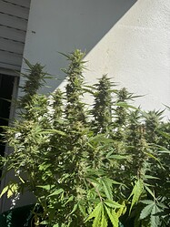 Growreport Bild 2
