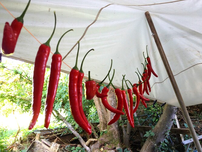Growreport Bild 14