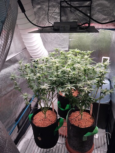 IMG_20250128_205439 - Kopie