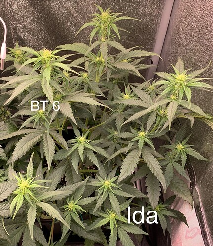 Growreport Bild 2