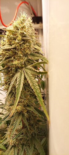 Growreport Bild 6