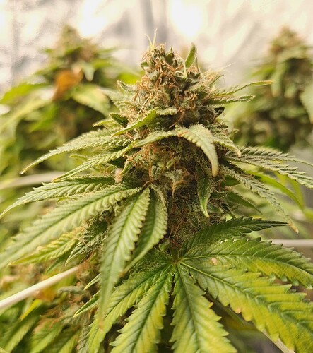 Growreport Bild 6