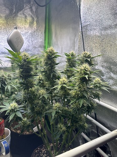 Growreport Bild 5