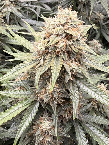 Growreport Bild 16