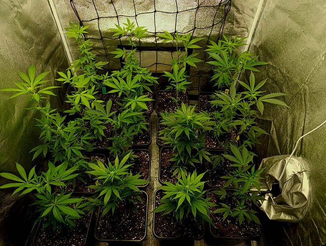 Growreport Bild 1