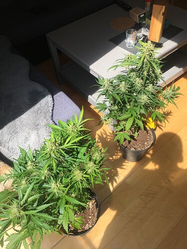 Growreport Bild 7