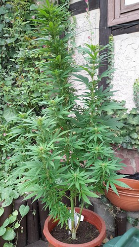 Growreport Bild 8