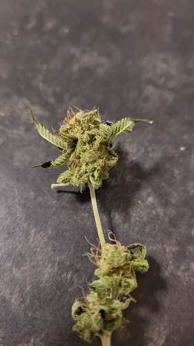 Growreport Bild 2