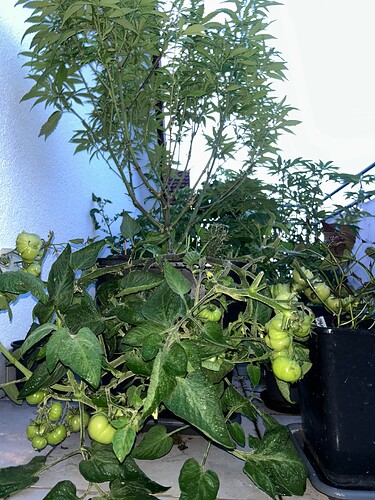 Growreport Bild 42