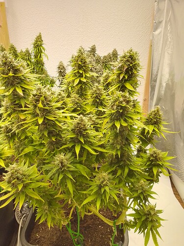 Growreport Bild 1