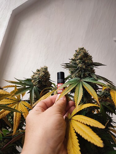 Growreport Bild 112