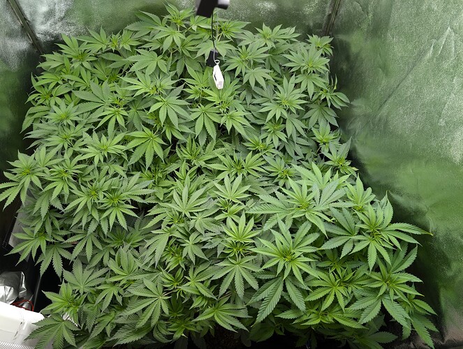 Growreport Bild 3