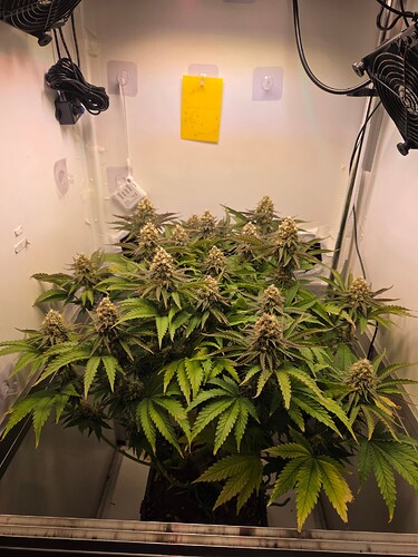 Growreport Bild 1