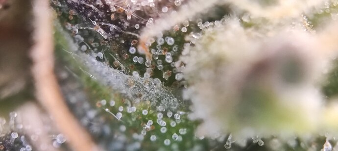 Growreport Bild 4