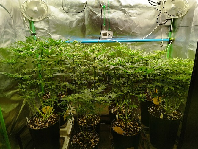 Eigene, Tag 52, BT 25 (1)