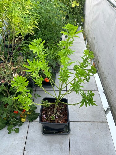 Growreport Bild 85