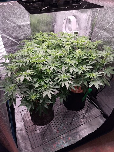 IMG_20250116_205415 - Kopie