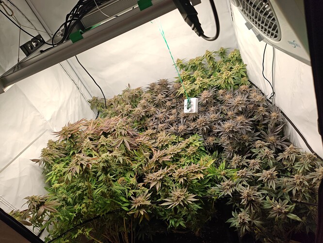 Growreport Bild 53